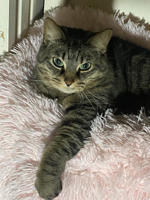 KIKI - Domestic Short Hair for adoption in Ann Arbor