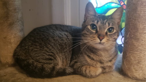 KIKI - Domestic Short Hair available for adoption