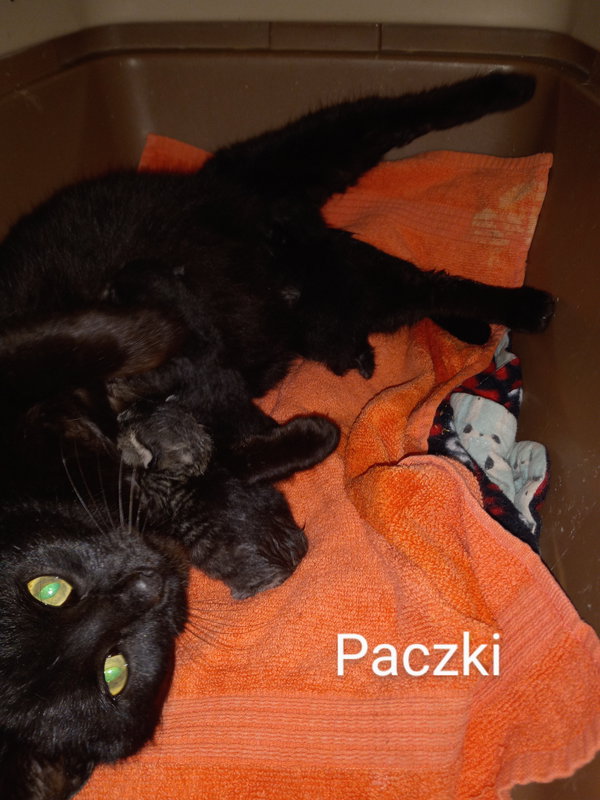 C195 Litter Packzi, mom