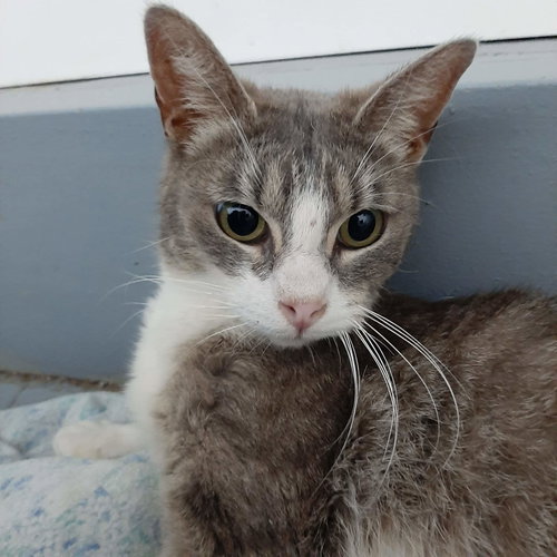 C204 LITTER WINNIE, MOM - Domestic Short Hair available for adoption