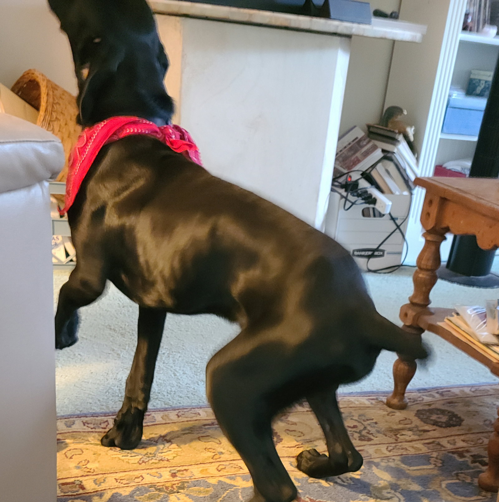 Dog for Adoption - Finn, a Labrador Retriever in Lansing, MI | Alpha Paw