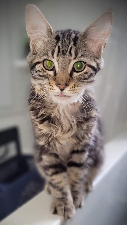 Romeo
