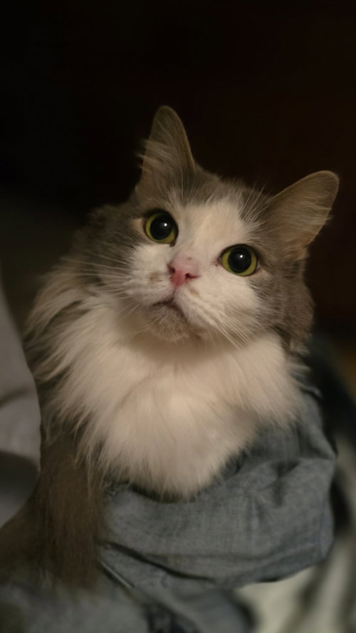 Chai [C206 Litter], an adoptable Domestic Long Hair in Livonia, MI