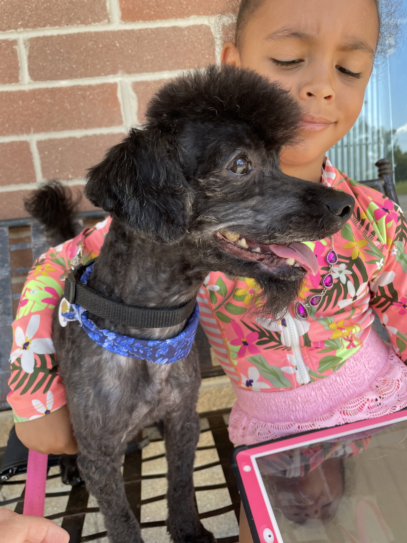 Dog for Adoption Oden, a Poodle (Miniature) in Struthers, OH Alpha Paw