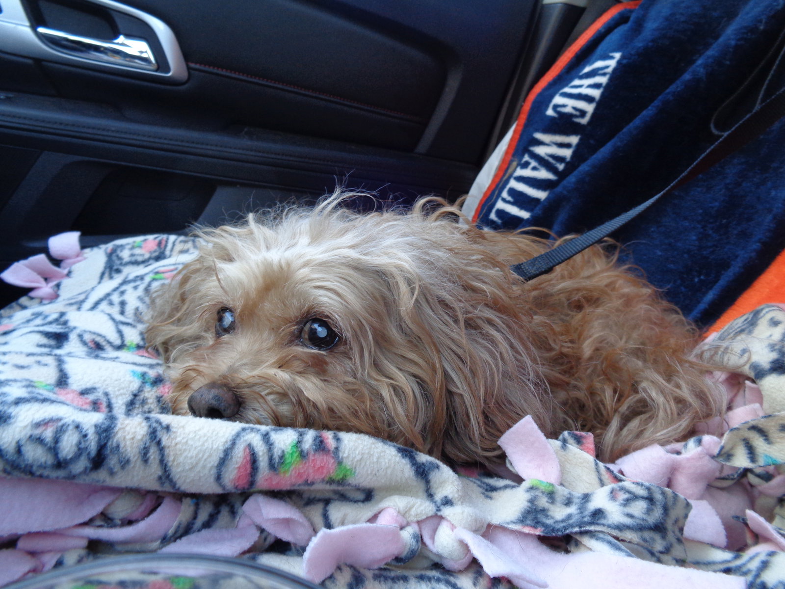 Dog for Adoption Natalie, a Poodle (Miniature) in Findlay, OH Alpha Paw