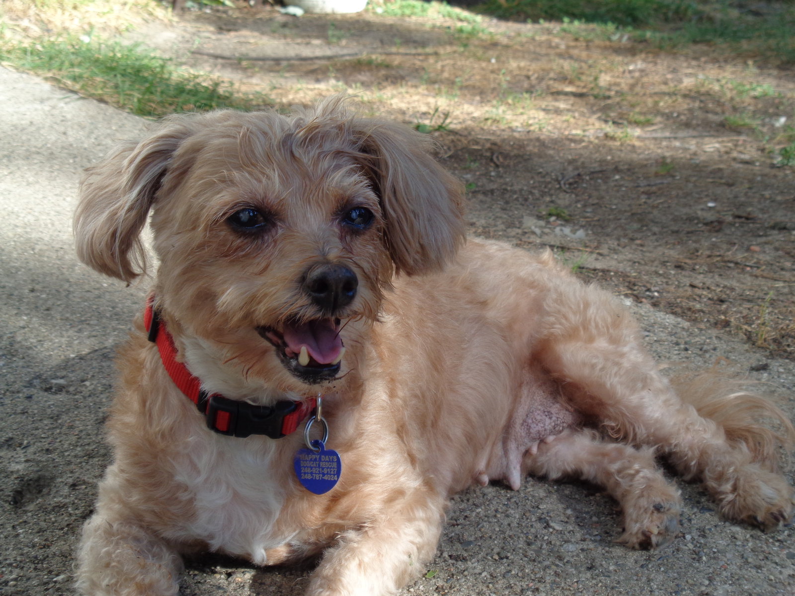 Dog for Adoption Natalie, a Poodle (Miniature) in Findlay, OH Alpha Paw