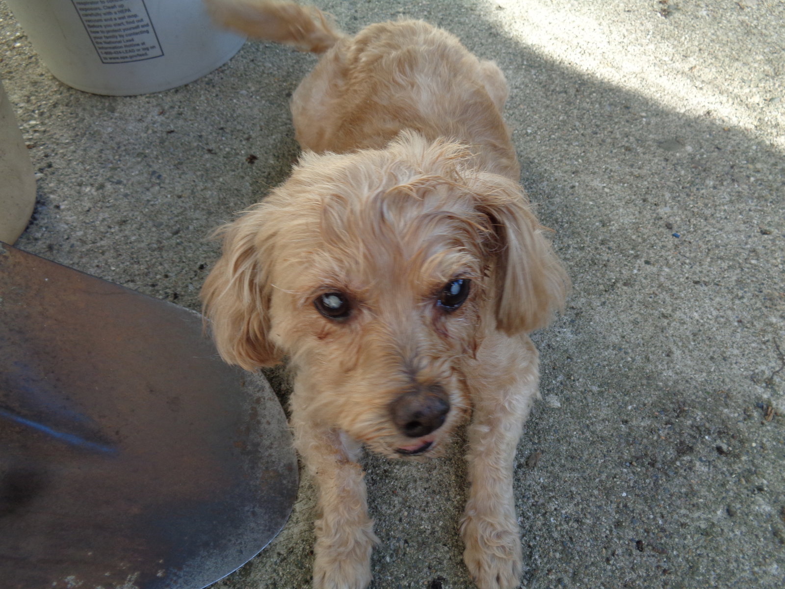 Dog for Adoption Natalie, a Poodle (Miniature) in Findlay, OH Alpha Paw