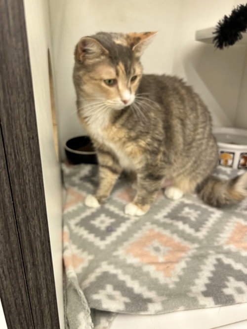 DAISY - Domestic Short Hair available for adoption