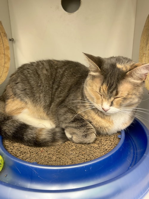 DAISY - Domestic Short Hair for adoption in Ann Arbor