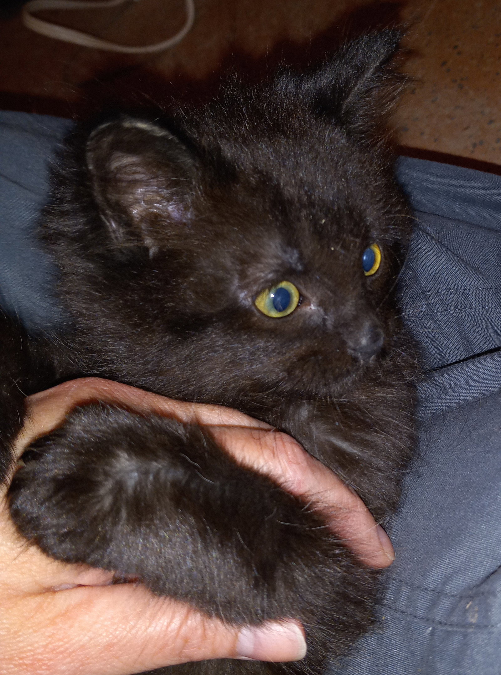 Cats for Adoption in Livonia, Michigan Alpha Paw
