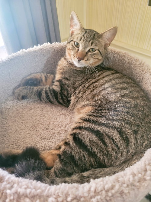 C211 LITTER JOEY - Domestic Short Hair / Tabby available for adoption