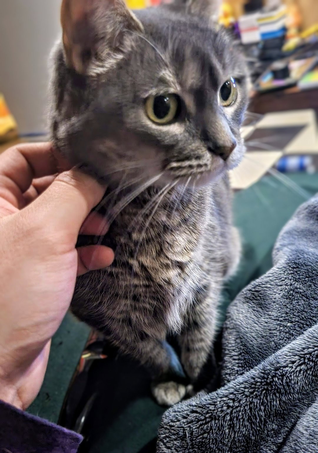 Meredith Grey (Mar-Bear) Image