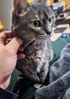 Meredith Grey (Mar-Bear)