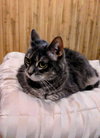 Meredith Grey (Mar-Bear)