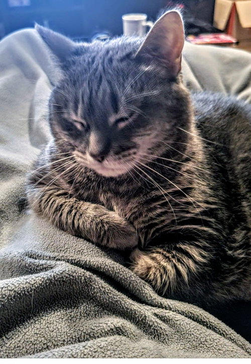 Meredith Grey (Mar-Bear), Adult Domestic Short Hair / Mixed (short coat), cat for adoption in Dearborn Heights, Michigan