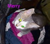 C213 litter Barry aka Merry
