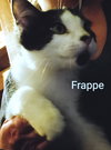 C214 litter Frappe ADOPTION PENDING