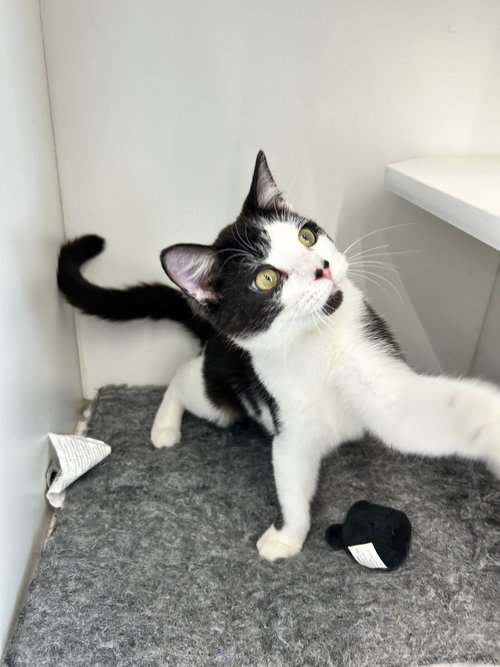 C214 litter Frappe ADOPTION PENDING