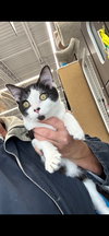 C214 litter Frappe ADOPTION PENDING