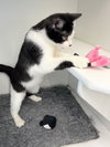 C214 litter Frappe ADOPTION PENDING