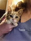 C215 litter Tazo