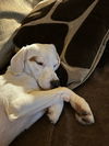 Charlie Brown (adopted)