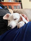 Charlie Brown (adopted)