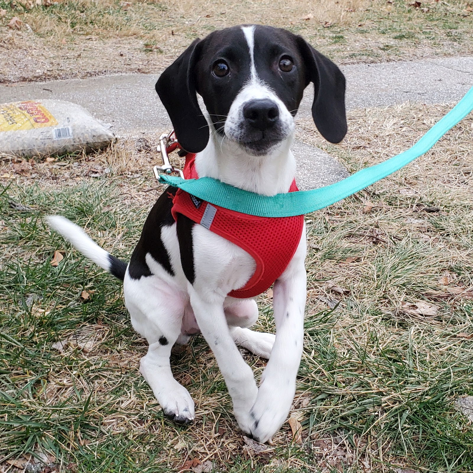 Pointer beagle mix sales dog