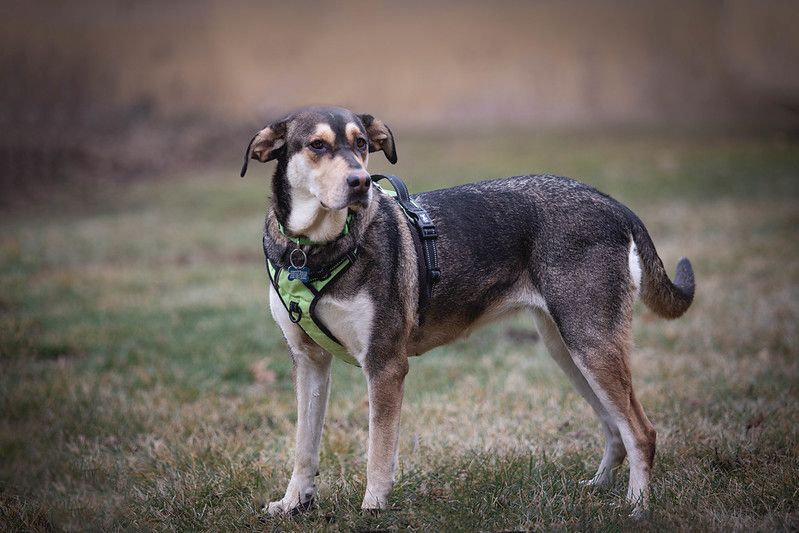 Dog for Adoption Cocoa, a German Shepherd Dog in Capac, MI Alpha Paw