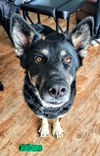D98 Litter Sasha, mom( Adopted )