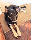 D98 Litter Sasha, mom( Adopted )
