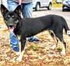 D98 Litter Sasha, mom( Adopted )