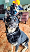 D98 Litter Sasha, mom( Adopted )