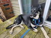 D98 Litter Sasha, mom( Adopted )