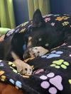 D98 Litter Sasha, mom( Adopted )