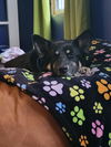 D98 Litter Sasha, mom( Adopted )