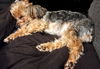 Snickers - ADOPTED