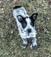 D99 Litter Princess