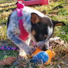 D99 Litter Beedle