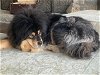 Coco-courtesy post for Tibetan Mastiff Rescue, Inc