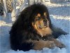 Coco-courtesy post for Tibetan Mastiff Rescue, Inc