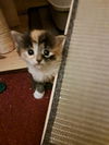 C231 Litter Spring