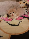 C231 Litter Periwinkle