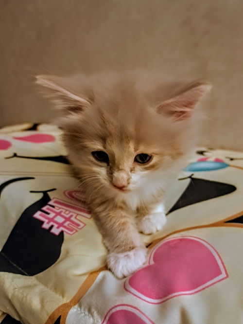 C231 Litter Periwinkle