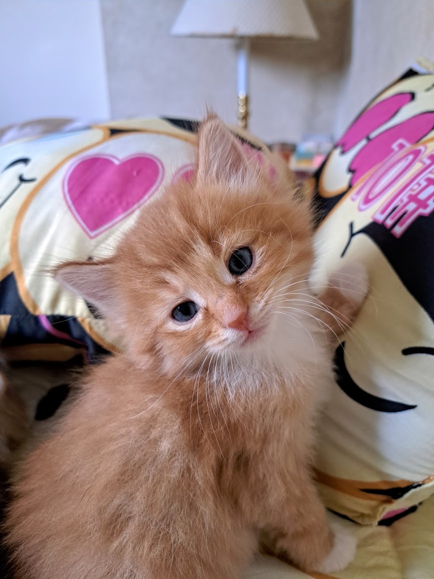 Cats for Adoption in Davison, Michigan Alpha Paw
