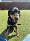 Coco Puff (Adopted)