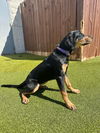 Coco Puff (Adopted)