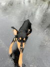 Coco Puff (Adopted)