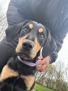 Coco Puff (Adopted)