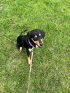 Coco Puff (Adopted)